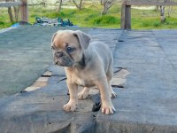 Blue Fawn Sable Dünyalar güzeli french bulldog