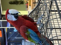 KIRMIZI ARA MACAW YAVRUSU CİTYPETSHOP