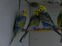 Rainbow Muhabbet Kuşları