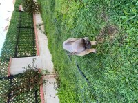 4 Aylık French Bulldog
