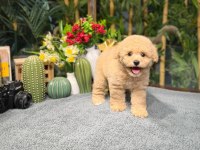 Tuvalet Eğitimli Apricot Toy Poodle
