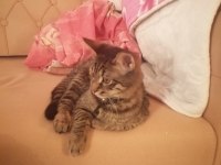 Adı Kuzey Tekir Cinsi 6 Aylık Kedimiz