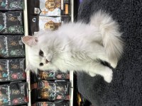 Irk ve sağlık garantili british longhair yavrularımız