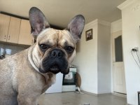 Erkek french bulldog karnesi yoktur