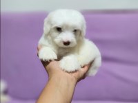 MALTESE YAVRULARIMIZ MEVCUTTUR