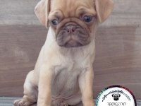 CHOCO FAWN TR NADİR EŞSİZ BİR RENK PUG