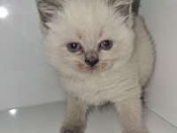 Yavru British Shorthair