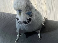 Acil Satılık Konuşan Muhabbet Kuşu