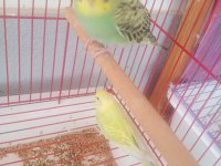2 aylık muhabbet kuşu yavruları