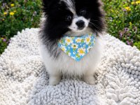 Özel Görünümlü Black Ve White Pomeranian Boo Yavrusu