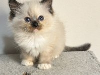 Seal Tortie Mitted Ragdoll Yavrular