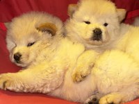 IRKININ TÜM ÖZELLİKLERİ ORJİNAL CHOWCHOW