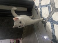 HAMİLE DİŞİ KEDİMİZ