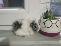 Yavru peruvan guinea pig