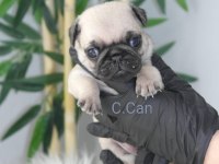 Yavru Pug Mops Köpekler