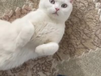 Acil cüzi miktarda british shorthair