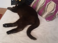 Ücretsiz sahiplendirilecek british shorthair