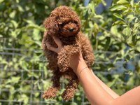 Üst Düzey Toy Poodle Bebekler