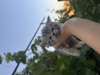 35 Günlük Safkan British Shorthair Yavruları Yuva Arıyor