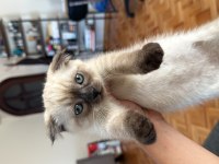 Blue Point Scottish Fold Erkek Yavrumuz