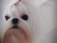 Kore Maltese Bebekler Fci Kif Şecere Belgeli