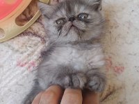 İran chinchilla ve İran persian