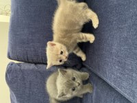 3 british shorthair 1 tane nadir bulunan renk