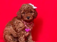 Sevimli Toy Poodle Yavrularımız