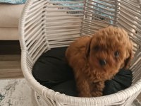Toy poodle WC eğitimli ve karneli