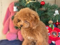 MİNİ POODLE 1.4 KG