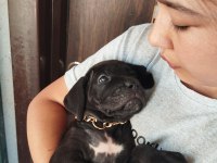 Cane corso yavrularımız çiftliğimızden
