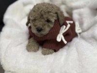 Toy Poodle Yavrumuz İçin Ulaşın