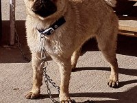 Pug köpeklerimiz sahiplendirilecektir