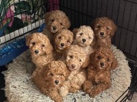 Minik Patiler, Büyük Sevgi Maltipoo Yavrular