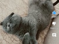 1 yaşında scottish fold erkek