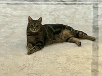 3 Yaş Tekir Mıncır Tatlı Sağlıklı Ve Sevecen