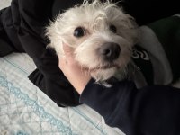 İstanbul İçi Köpeğimiz Dobby İçin Ömürlük Yuva Arıyoruz