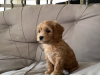 2 aylık dişi maltipoo