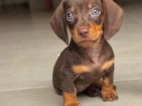 Özel Üretim Miniature Dachshund Yavrular