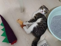 Sokağa atılan cins erkek kedimiz