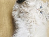 British longhair 1 yaşında