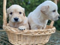 Son 2 golden retriever bebekler tuvalet eğitimli