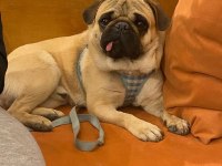 Pollyynin bebekleri yeni evine gitmeye hazır pug