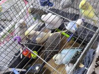 2 4 aylık yavru dişi erkek muhabbet kuşları