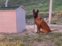 Belçika Kurdu (Malinois)