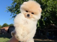 Orijinal Safkan Pomeranian Boo Bebeklerimiz