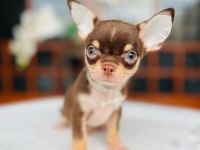 Safkan Disi Erkek Chihuahua Bebekler