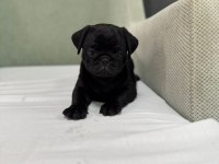SEVİMLİ SİYAH PUG YAVRUMUZ