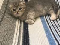 Scottish fold dişi yavru kedimiz rezerve edilebilir