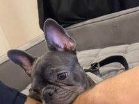 Bulldog Kızım moi 6 aylık sahiplendiriyoruz sevgi delisi